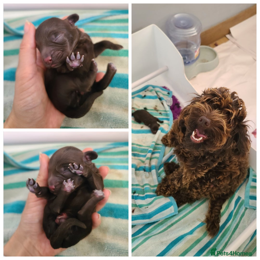 Cavapoo dogs for sale: *VIDEOS* F1b Cavapoos. Chocolate & Tan. DNA tested - Image 21