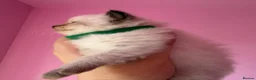 Ragdoll cats for sale: Exceptional Ragdolls  - Advert 17