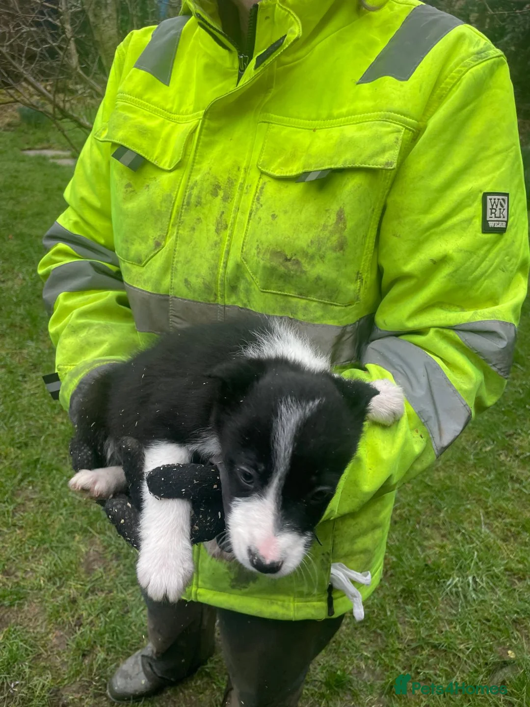 Border Collie dogs for sale: Sweet collie puppy’s  - Advert 9
