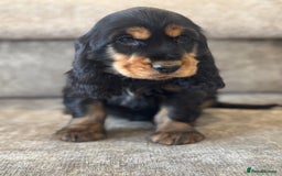 Cocker Spaniel dogs for sale: BEAUTIFUL SHOW TYPE COCKER SPANIELS  - Image 3