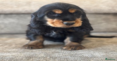 Cocker Spaniel dogs - Advert 7