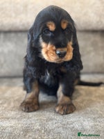 Cocker Spaniel dogs - Advert 7