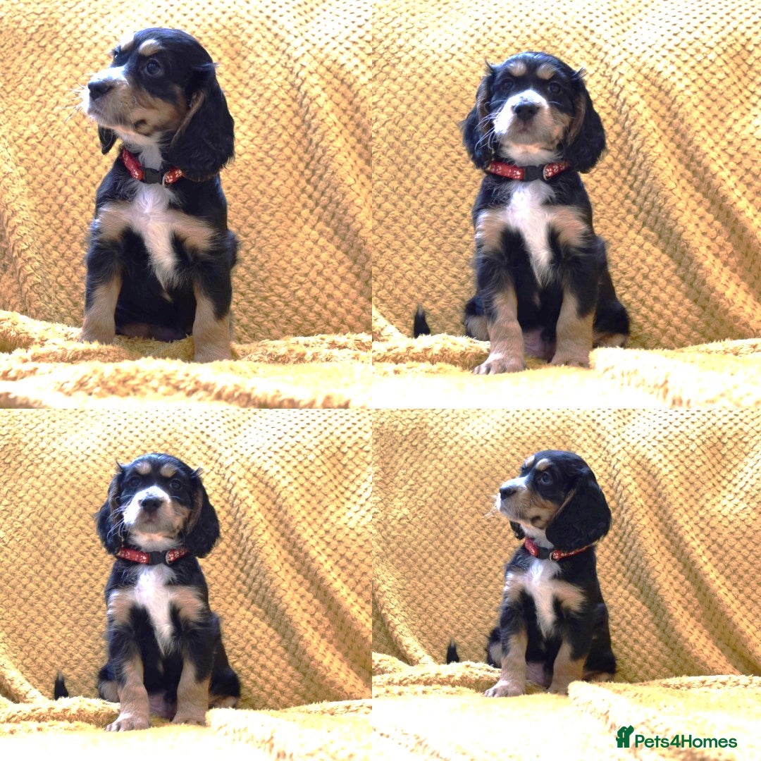 Cocker Spaniel dogs Kc Reg  Cocker Spaniel Puppies Health Tested - Advert 4