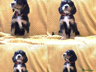 Cocker Spaniel dogs Kc Reg Cocker Spaniel Puppies Health Tested - Advert 4