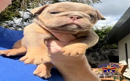 English Bulldog dogs for sale: QUALITY ENGLISH BULLDOG PUPPIES - Image 12