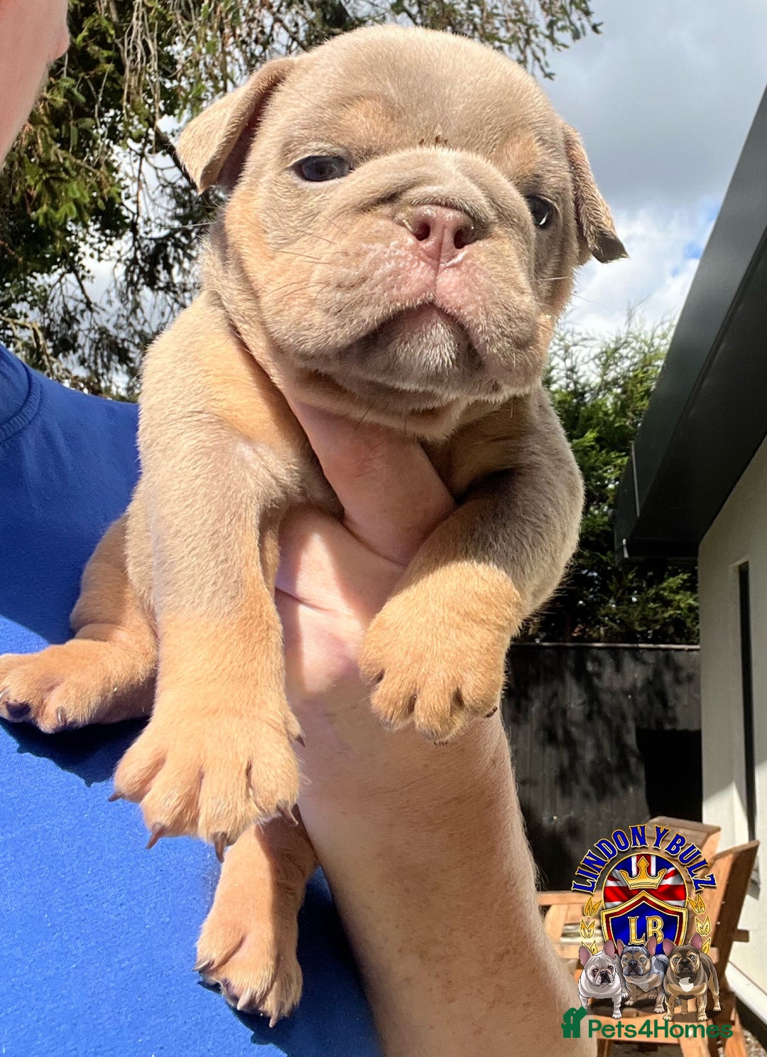 English Bulldog dogs for sale: QUALITY ENGLISH BULLDOG PUPPIES - Image 12