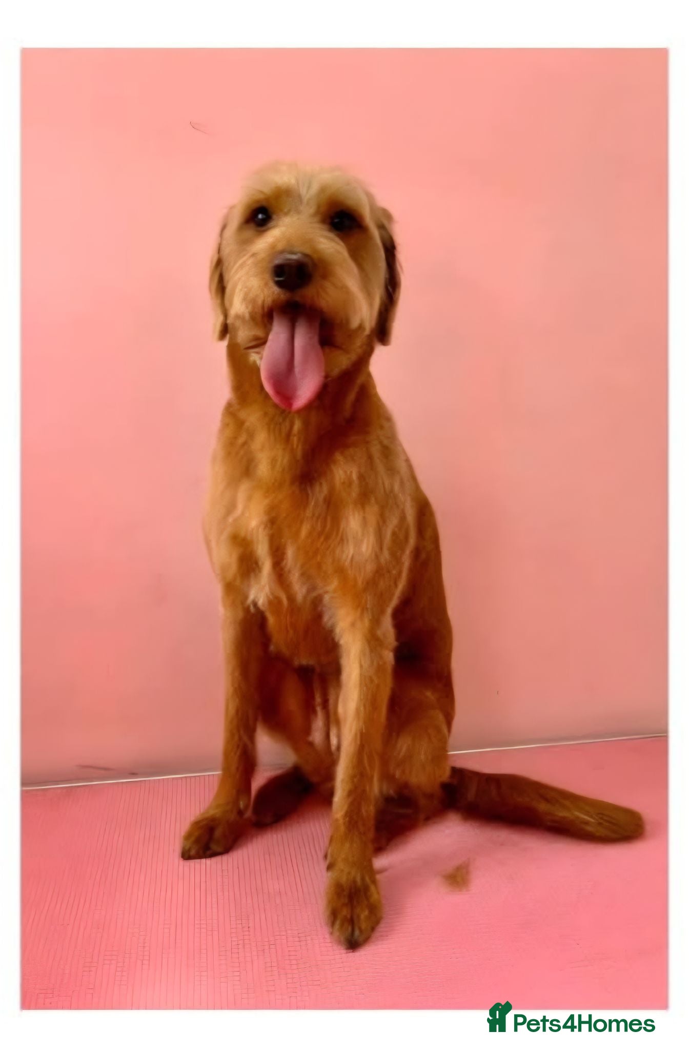 Labradoodle dogs  F2 Miniature Labradoodle - Advert 1