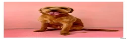 Labradoodle dogs for sale:  F2 Miniature Labradoodle - Advert 1