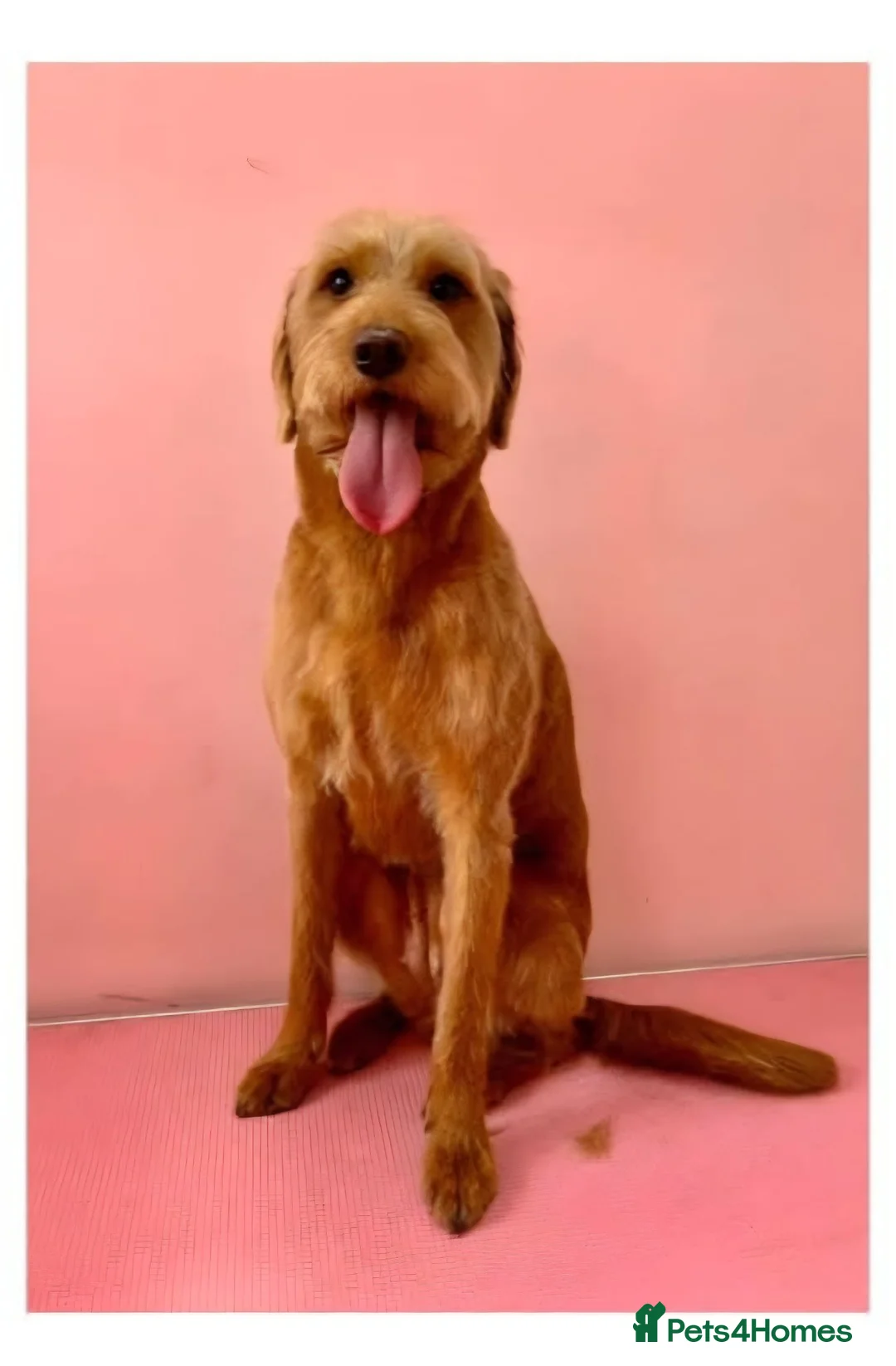 Labradoodle dogs for sale:  F2 Miniature Labradoodle - Advert 1