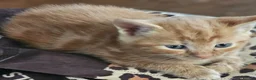 Mixed Breed cats for sale: 🐾 Gorgeous Kittens Available for Reservation 🐾 - Advert 13