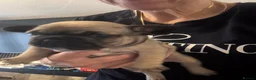 French Bulldog dogs for sale:  🐾 STUNNING KC REG FRENCH BULLDOG PUPPIES  in Livingston - Advert 26