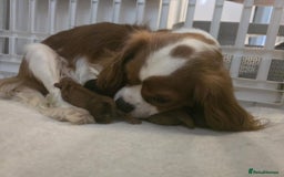 Cavalier King Charles Spaniel dogs for sale: TWO CAVALIER KING CHARLES BOYS AVAILABLE NOW - Image 33