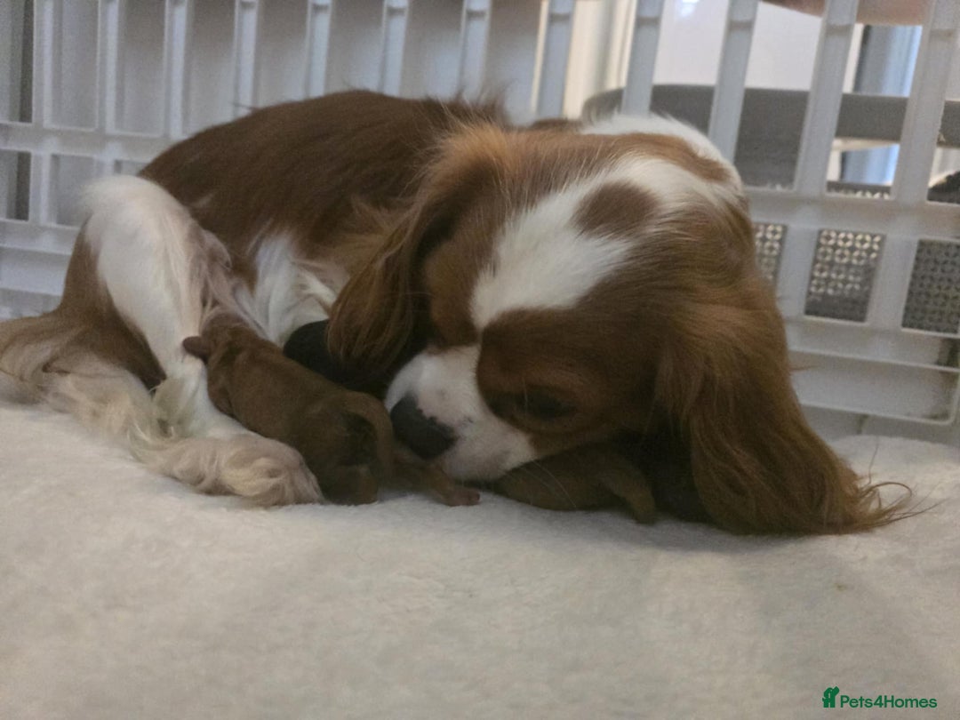 Cavalier King Charles Spaniel dogs for sale: TWO CAVALIER KING CHARLES BOYS AVAILABLE NOW - Image 33