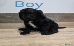 Labradoodle dogs for sale: Gorgeous Labradoodle Babies  - Image 3