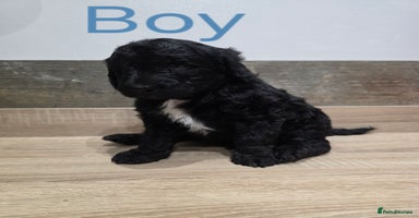 Labradoodle dogs - Advert 4