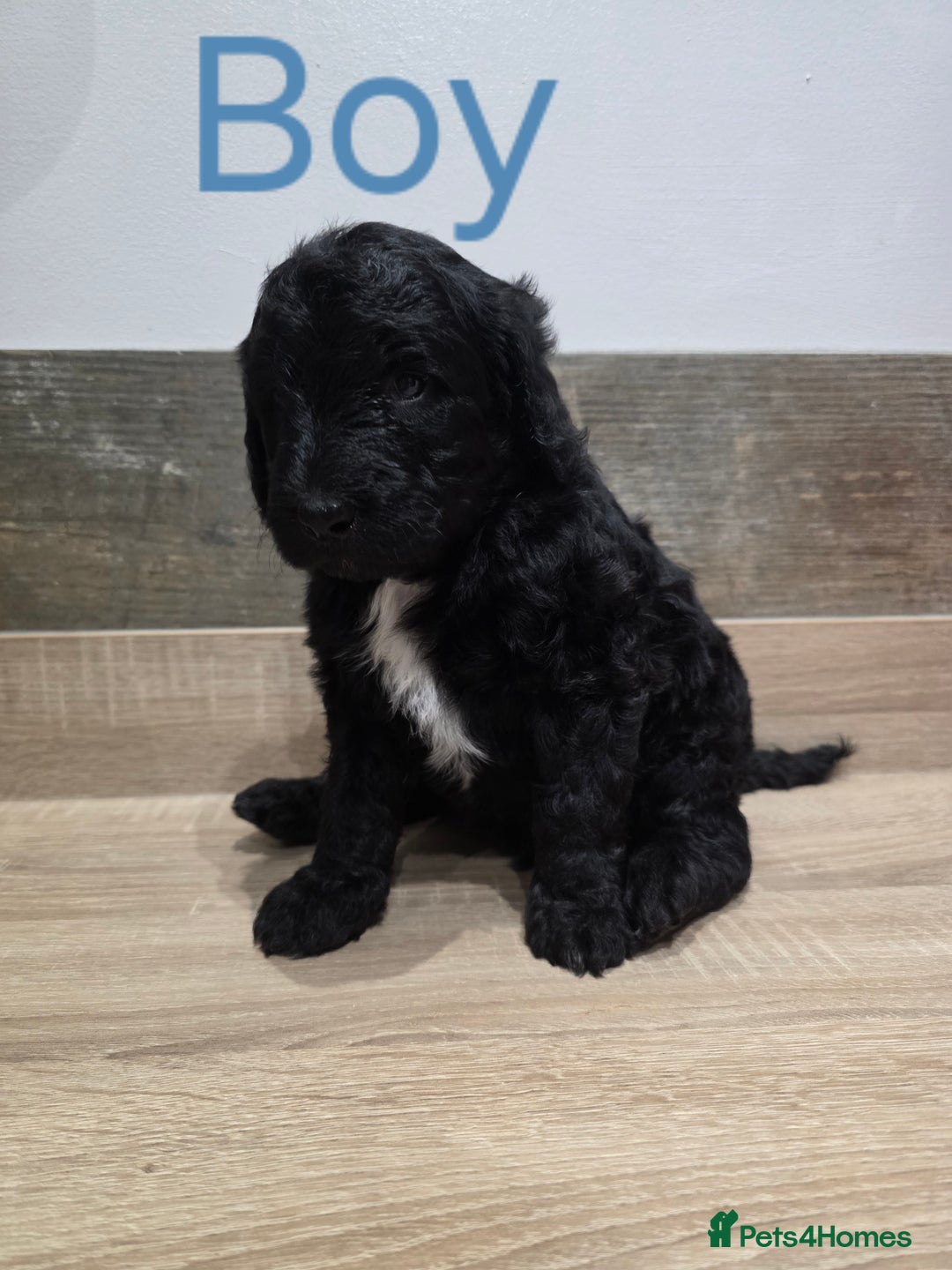 Labradoodle dogs for sale: Gorgeous Labradoodle Babies  - Image 3