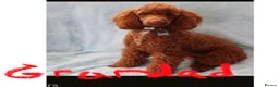 Cavapoo dogs for sale: F1b Cavapoo - Advert 22