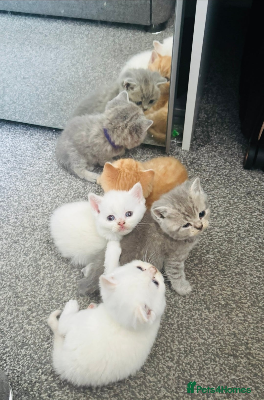British Shorthair cats for sale: British short hair kittens  - Image 17
