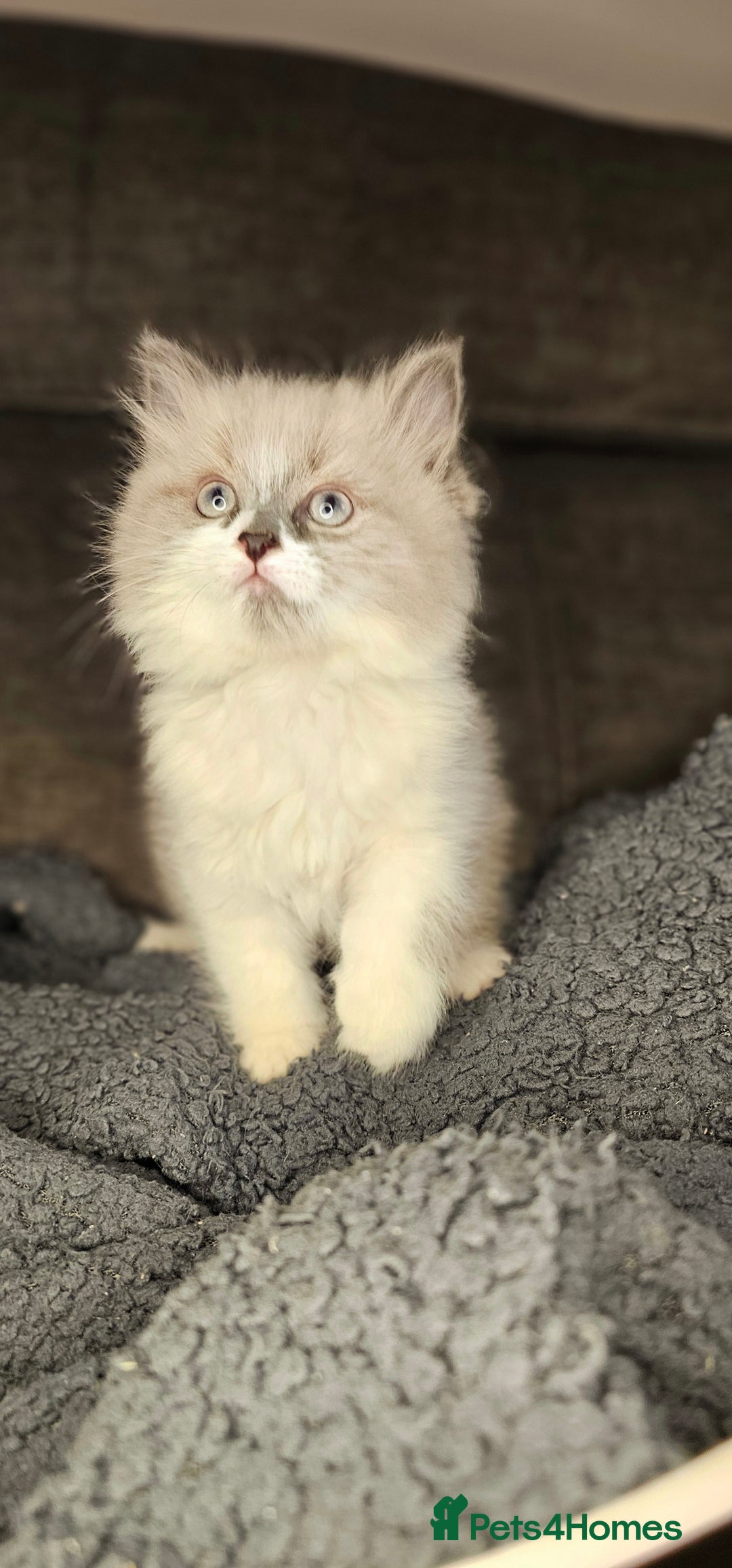 Ragdoll cats for sale: Girl ragdoll  - Advert 2