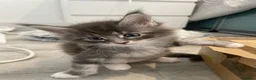 Maine Coon cats for sale: Maine Coon Kittens for sale (Surrey location) - Advert 19