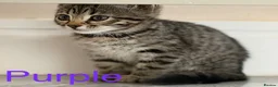 Bengal cats for sale: Beautiful Kittens ready for forever homes. - Advert 34