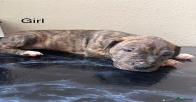 Mixed Breed dogs - Advert 2