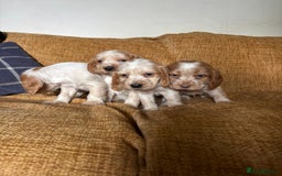 Cocker Spaniel dogs for sale: stunning pure show cockers health tested puppies - Image 17
