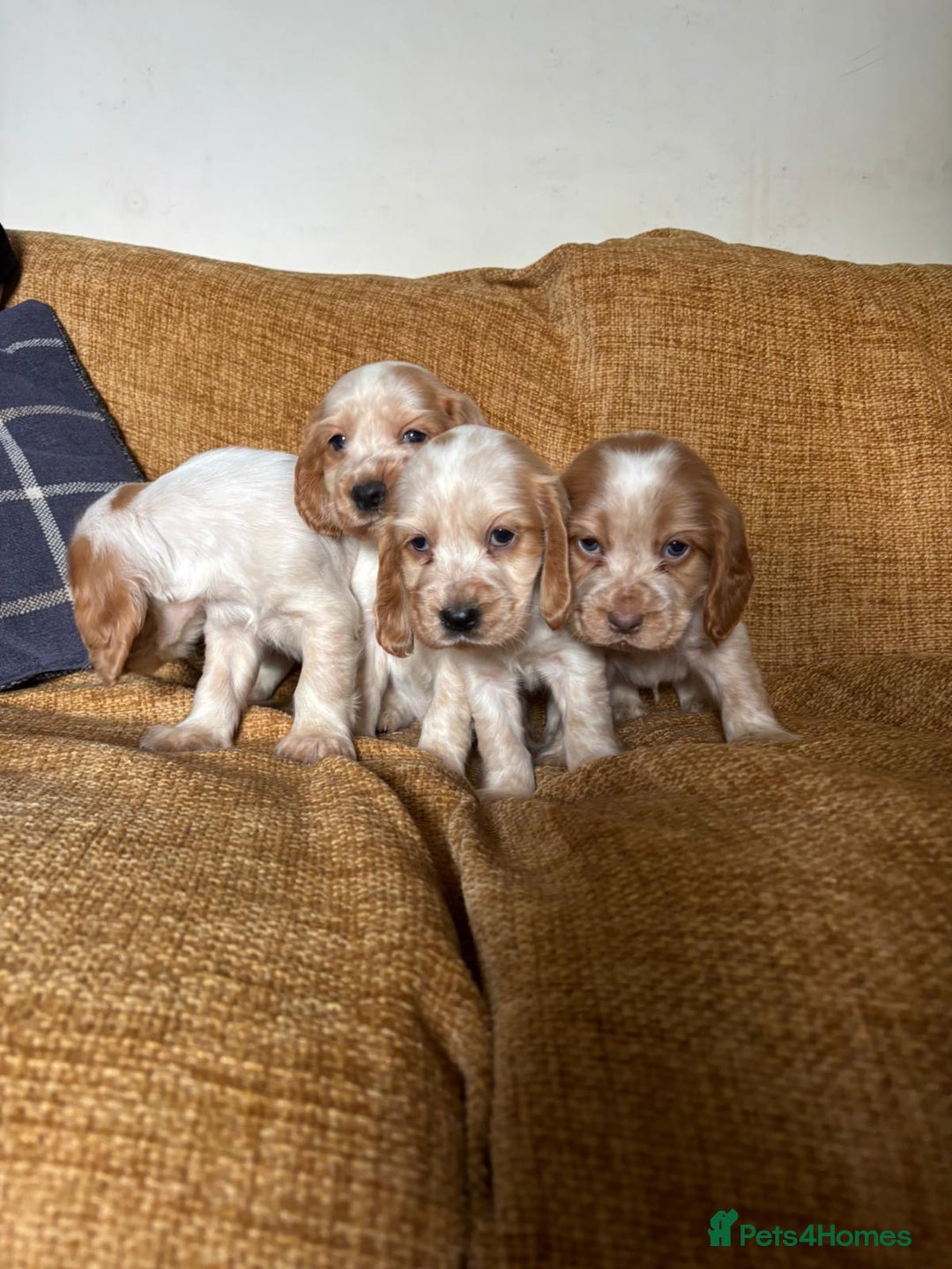 Cocker Spaniel dogs for sale: stunning pure show cockers health tested puppies - Image 17