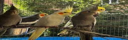 Cockatiels birds for sale: Baby Cockatiel’s in Ilkeston - Advert 5