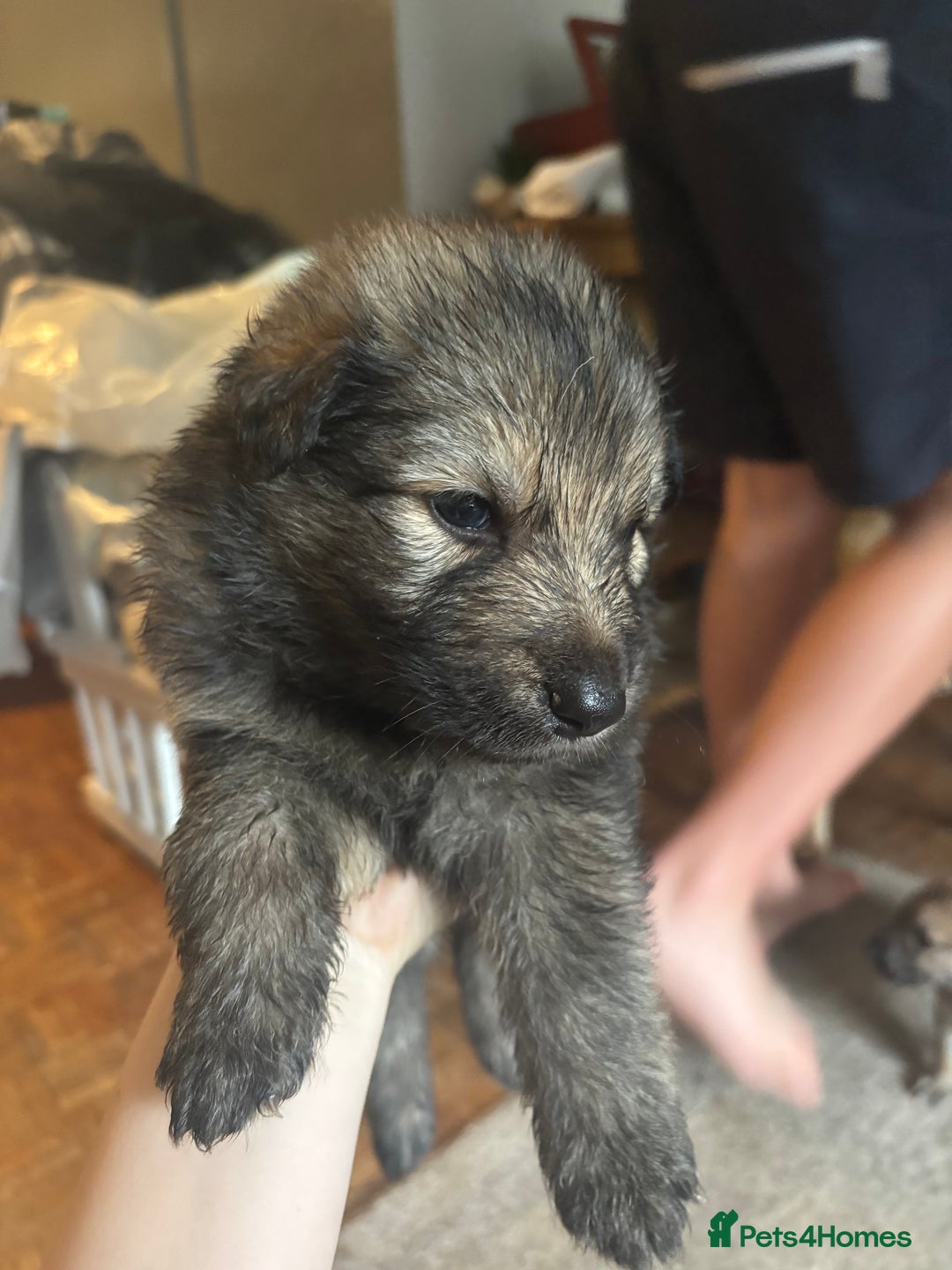 German Shepherd dogs for sale: 10 German Shepard Puppies for sale  - Image 2