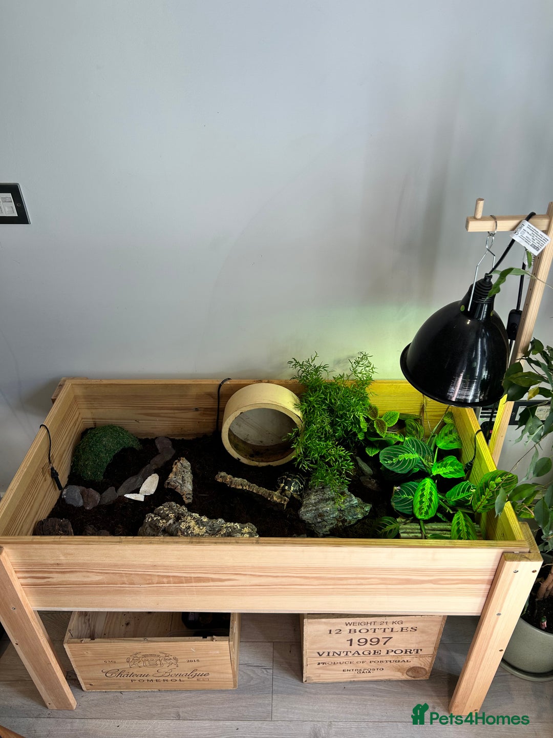 Hermann Tortoise reptiles for sale: Two Dwarf Hermann Tortoises & full set-up - Image 6