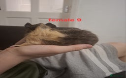 Guinea Pig rodents for sale: 13 guinea pigs mixed breed - Advert 34