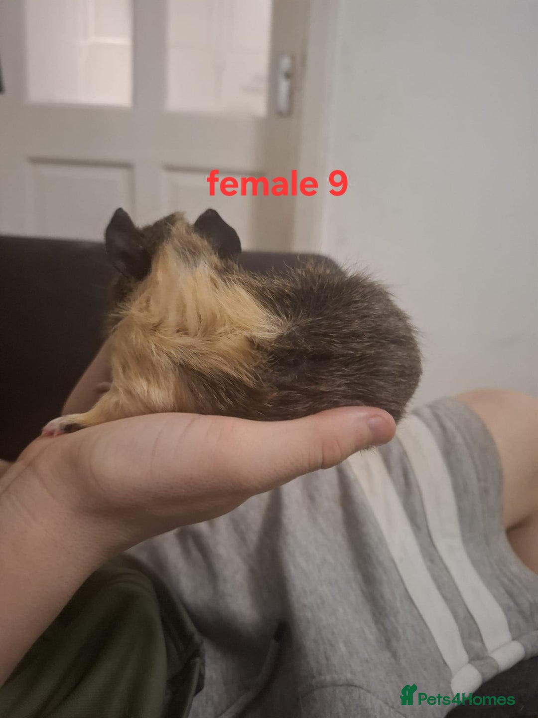 Guinea Pig rodents for sale: 13 guinea pigs mixed breed - Advert 34