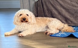 Cockapoo dogs for sale: Miniature cockapoo  - Image 3