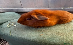 Guinea Pig rodents for sale: Guinea pigs - Image 4