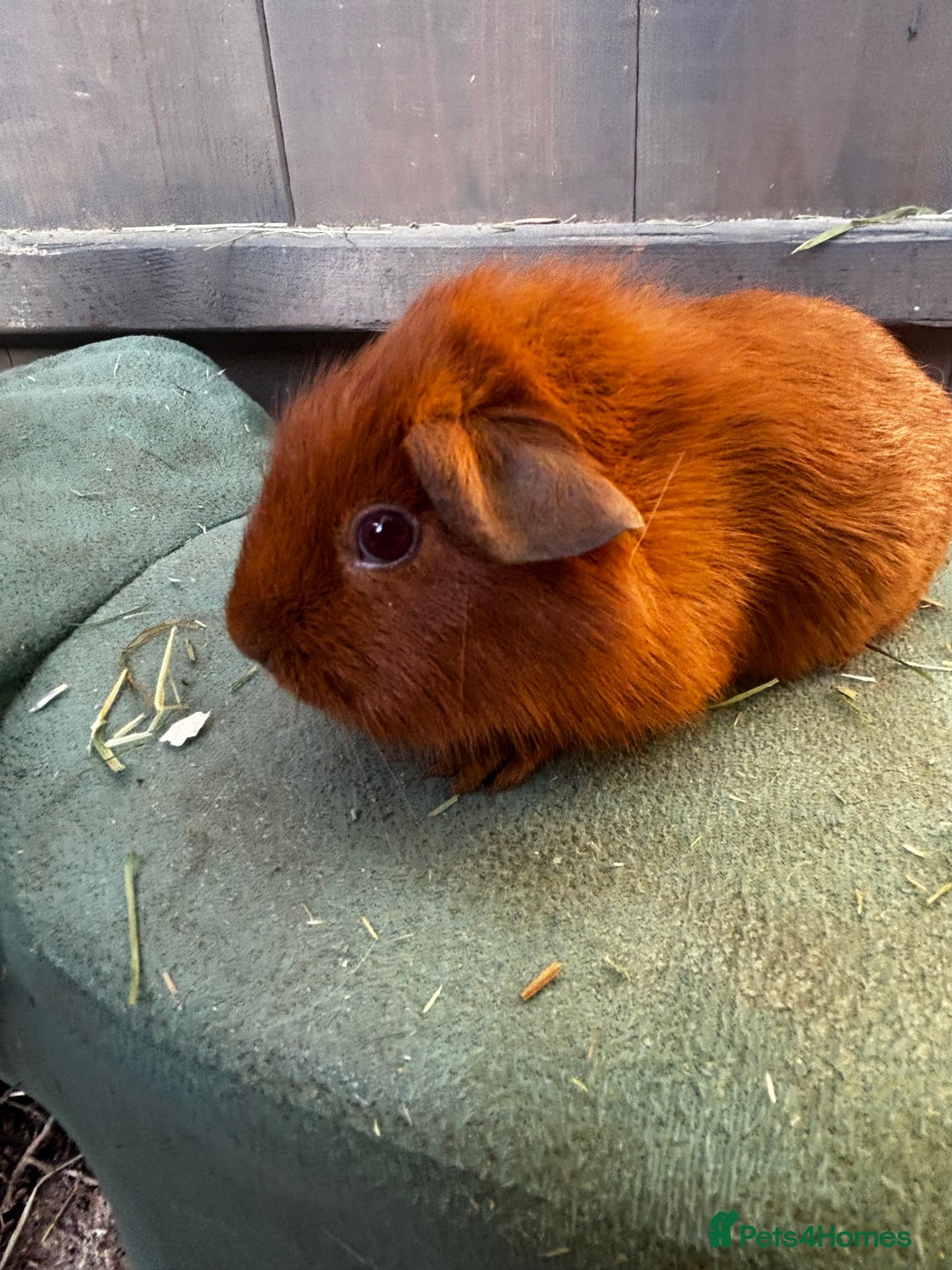 Guinea Pig rodents for sale: Guinea pigs - Image 4