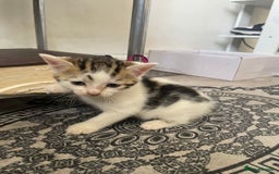 Domestic Shorthair cats for sale: Adorable 4-week-old kittens ready to reserve - Image 4