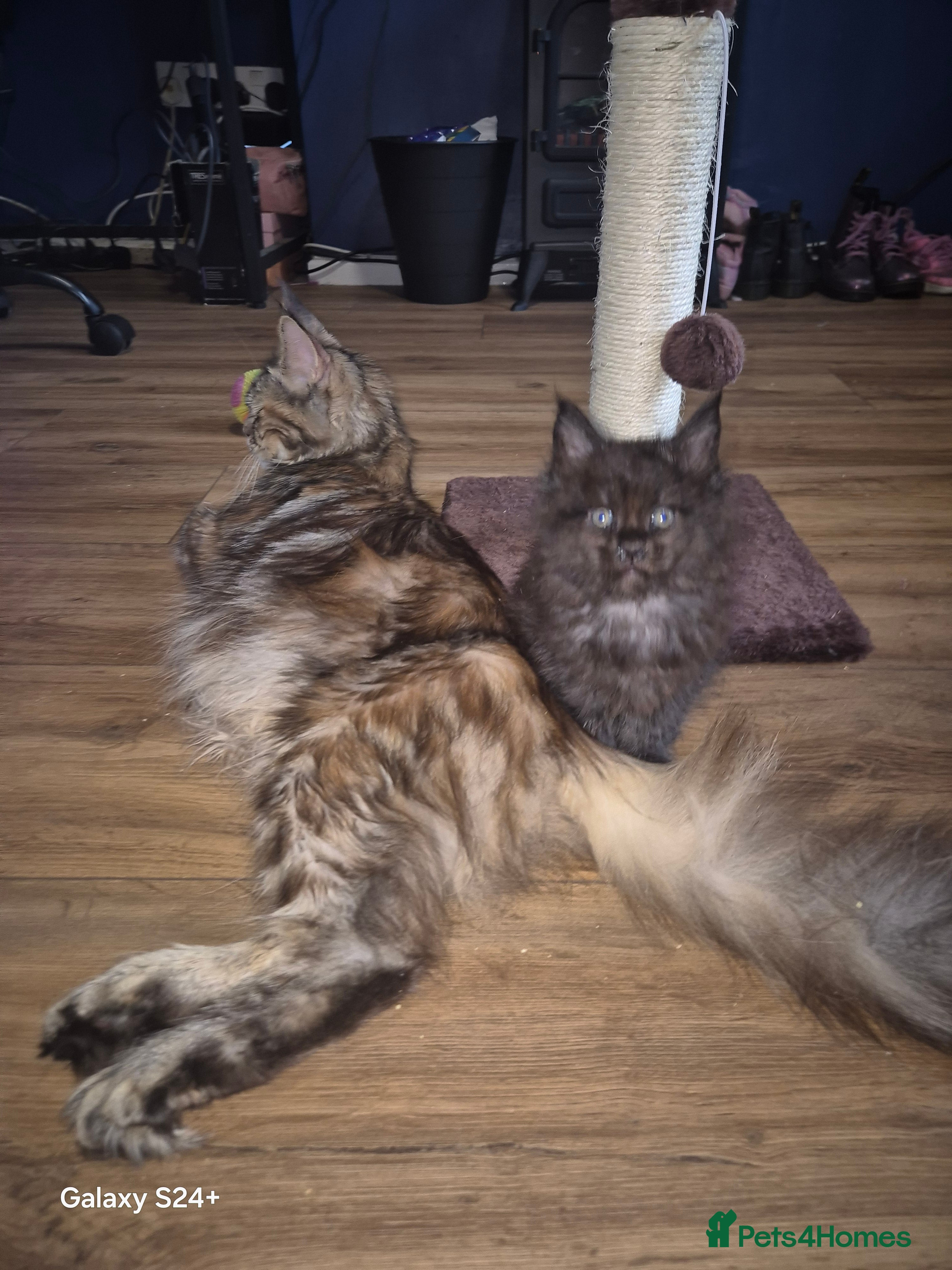 Maine Coon cats Russian /xxl maine coon - Advert 2