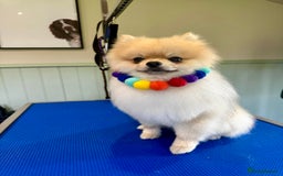 Pomeranian dogs for sale: *READY NOW!* 2 Beautiful Pomeranian Puppies - Image 5