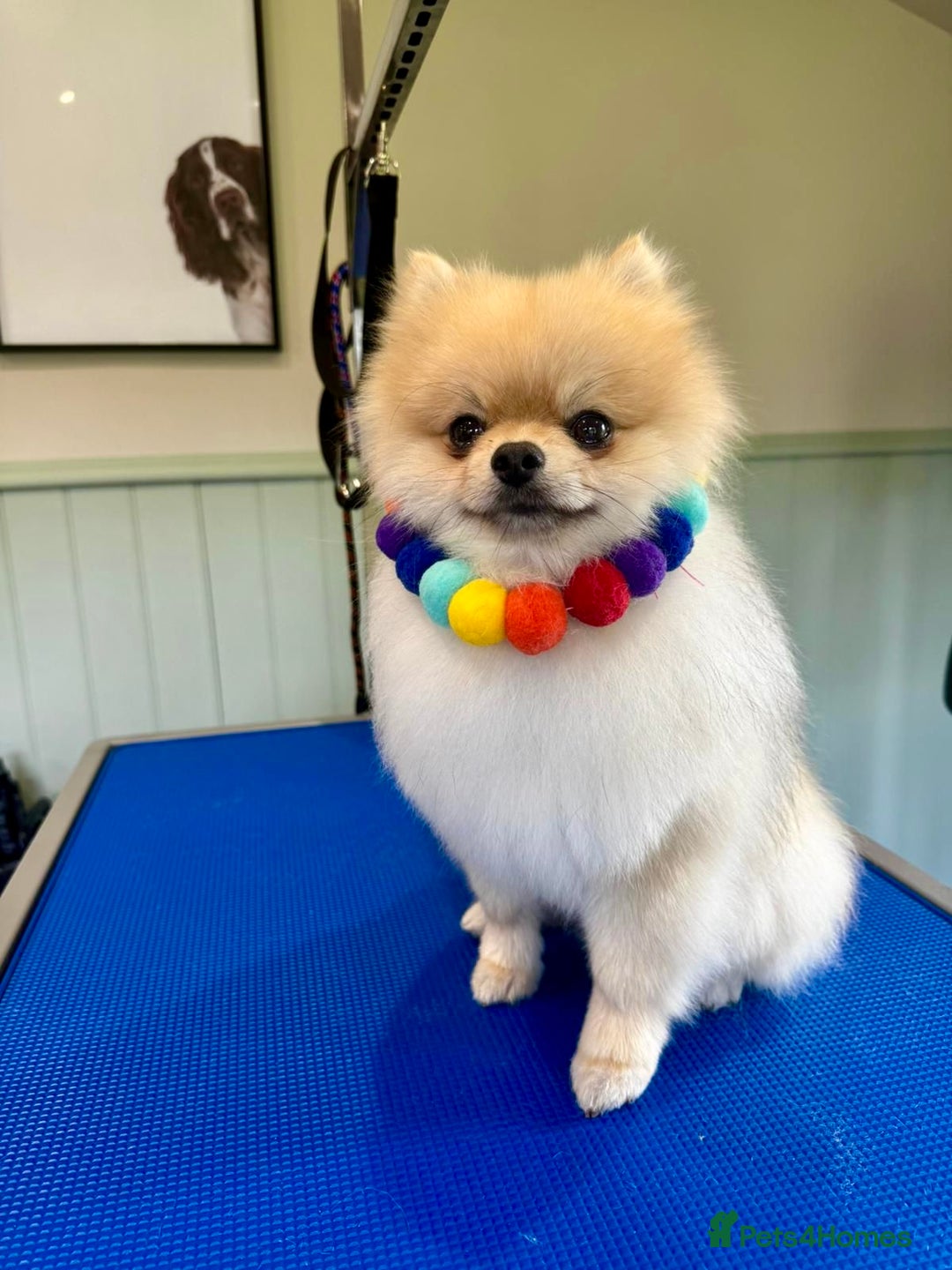 Pomeranian dogs for sale: *READY NOW!* 2 Beautiful Pomeranian Puppies - Image 5