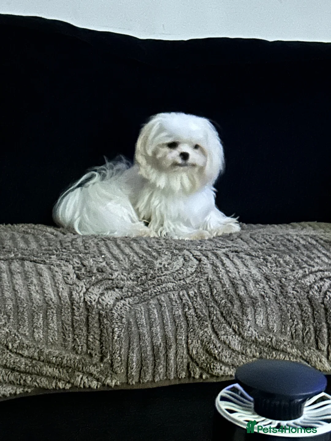 Maltese dogs for stud: Very beautiful Korean Maltese for stud  - Advert 2