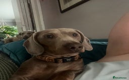 Miniature Dachshund dogs for stud: Isabella and tan mini dachshund - Image 5