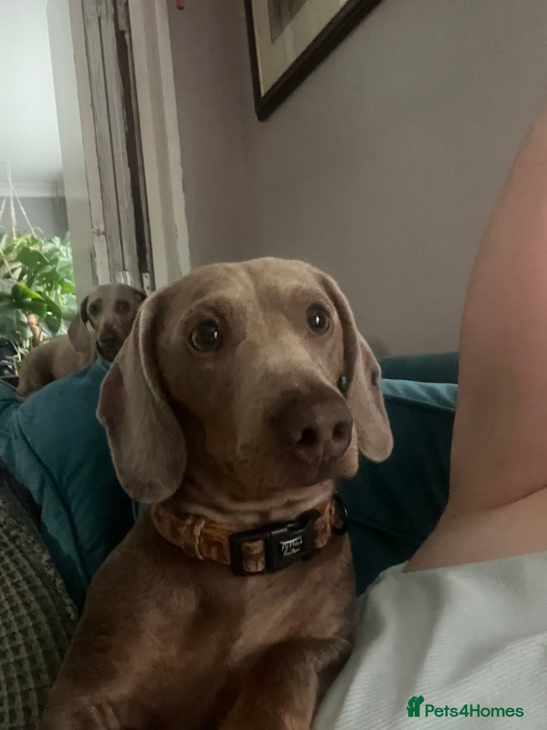 Miniature Dachshund dogs for stud: Isabella and tan mini dachshund - Image 5