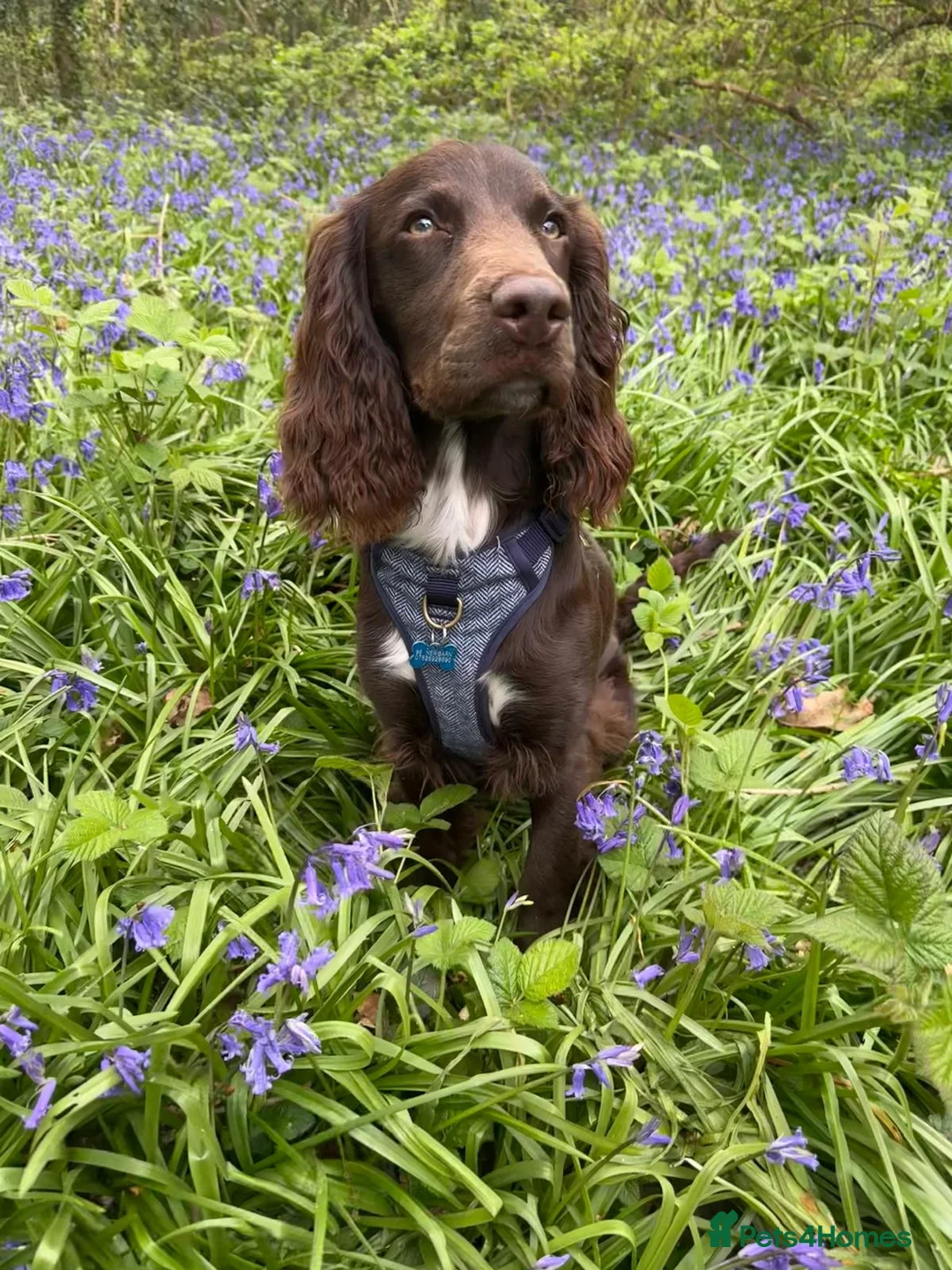 Sprocker dogs for stud: Stunning Cocker Spaniel X available for Stud  - Advert 28
