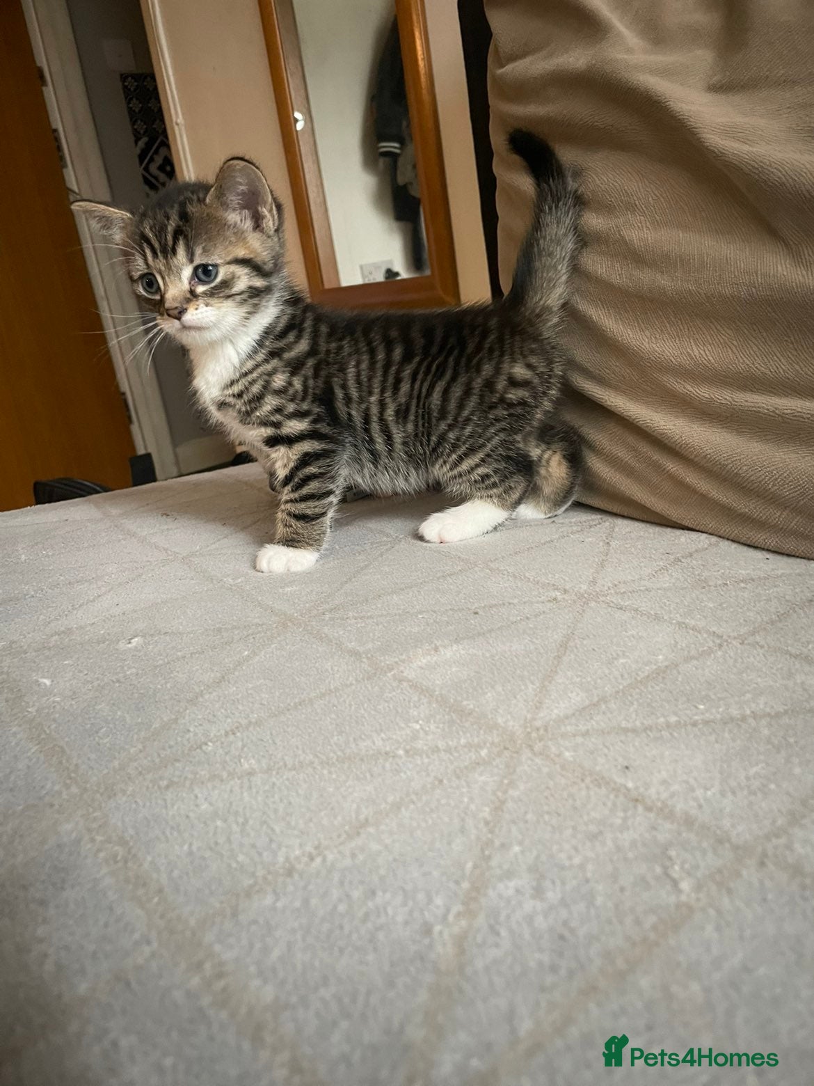 Mixed Breed cats for sale: Sweet kitty for sale 🩷🩷🩷 - Advert 8
