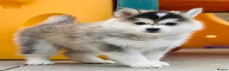 Pomsky dogs for sale: Stunning F3 Pomsky Puppies - Advert 17