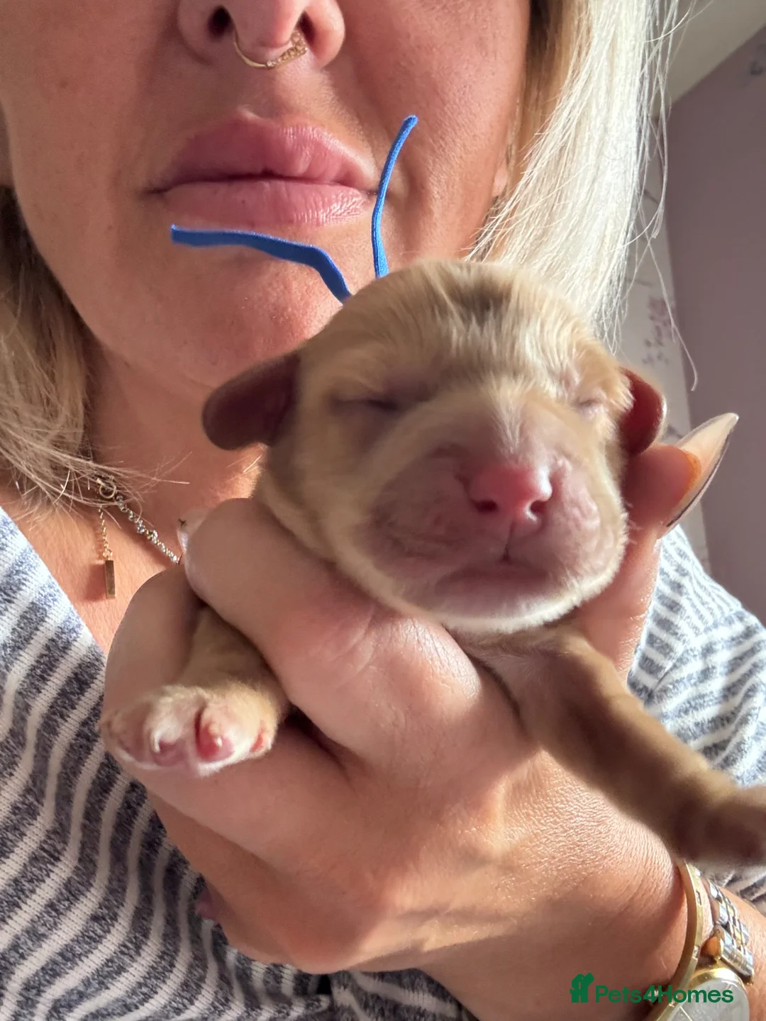 Cocker Spaniel dogs for sale: Cocker Spaniel (show type) puppies ready 6th June - Advert 7