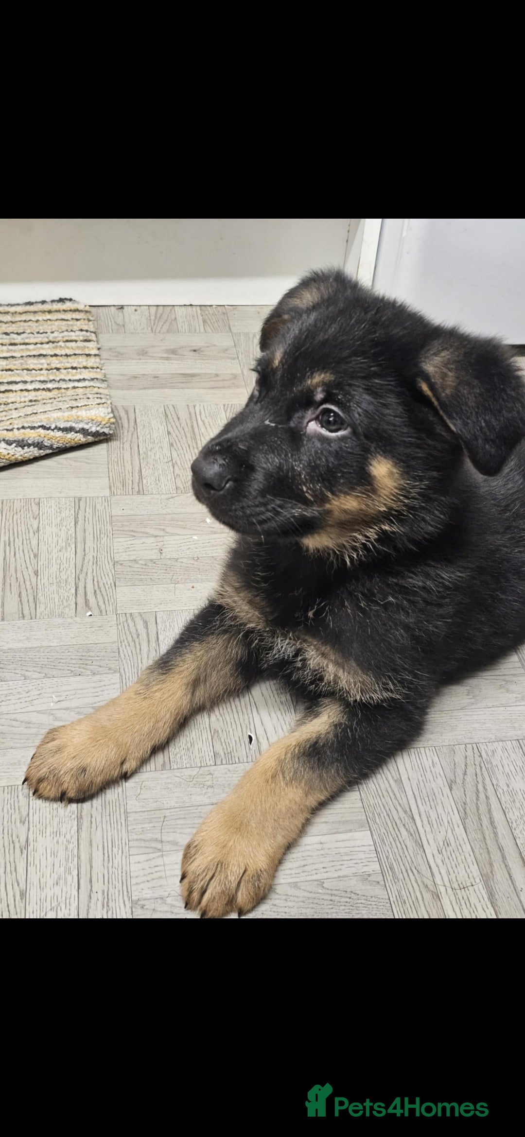 German Shepherd dogs for sale: Chunky German shepherd puppies for sale  - Advert 6