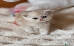 Exotic cats for sale: Superb Exotic Chinchilla kittens - Health tested  - Image 9