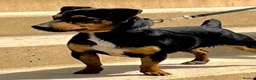 Jack Russell dogs for sale: Beautiful Jack Russel Puppies - Advert 3
